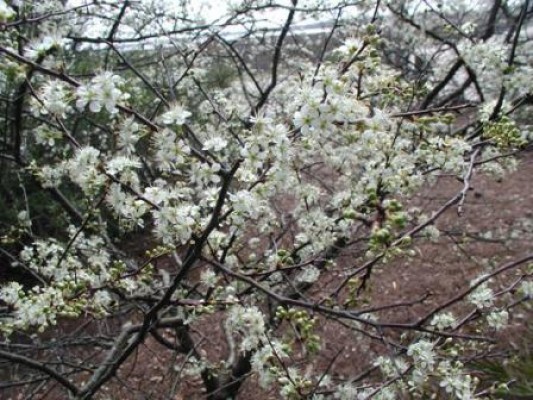 Chickasaw Plum